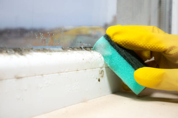 Best Black Mold Removal  in Oak Grove, MN