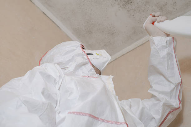 Trusted Oak Grove, MN Mold Removal Experts