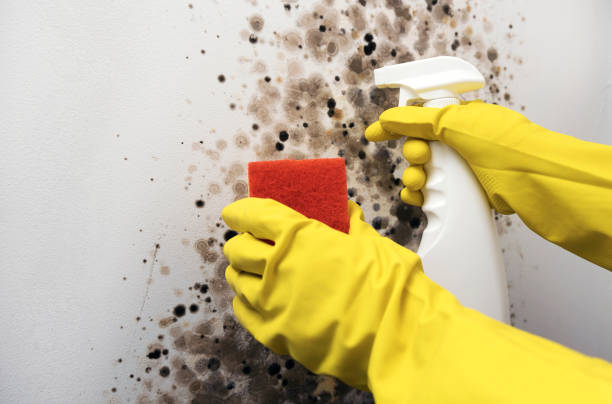 Best Toxic Mold Removal  in Oak Grove, MN