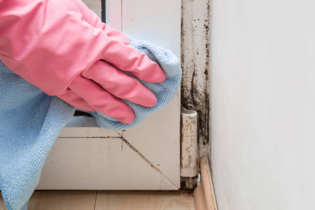 Best Attic Mold Removal  in Oak Grove, MN