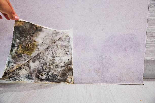 Best Home Mold Removal  in Oak Grove, MN